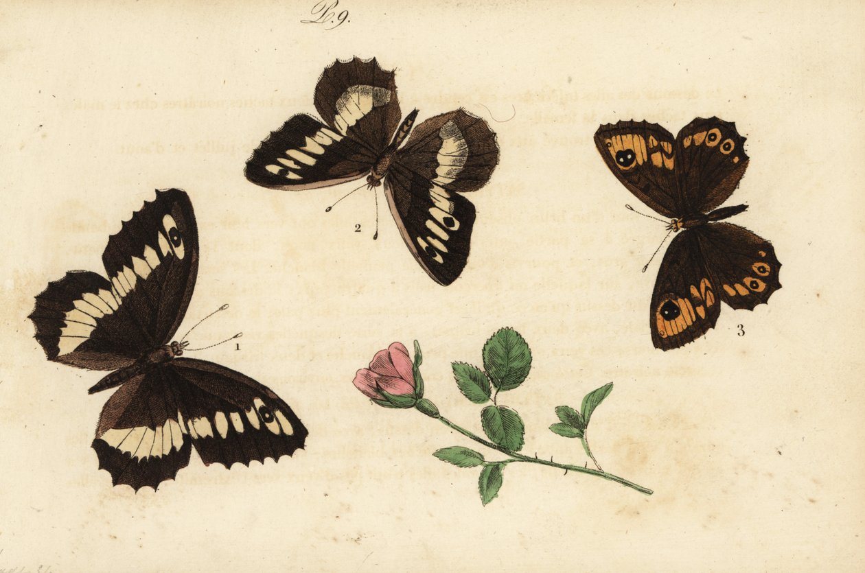 Nagy sávos ősz, Brintesia circe 1, remete, Chazara briseis 2, és nagy falú barna, Lasiommata maera 3 alkotó: Unknown