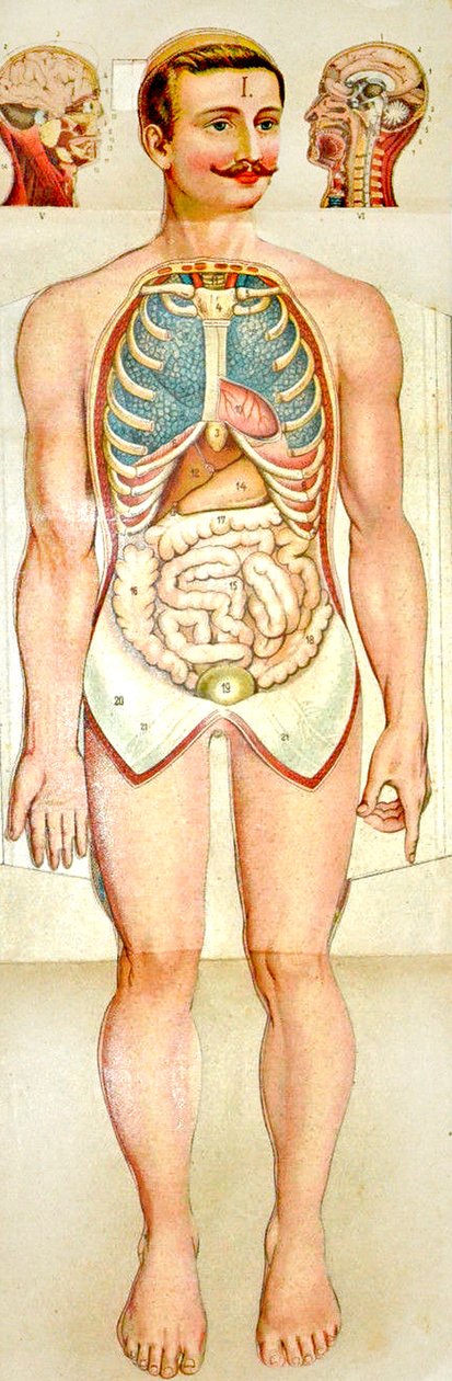 Human Anatomy kihajtható oktatási modell, c. 1895 alkotó: Unknown