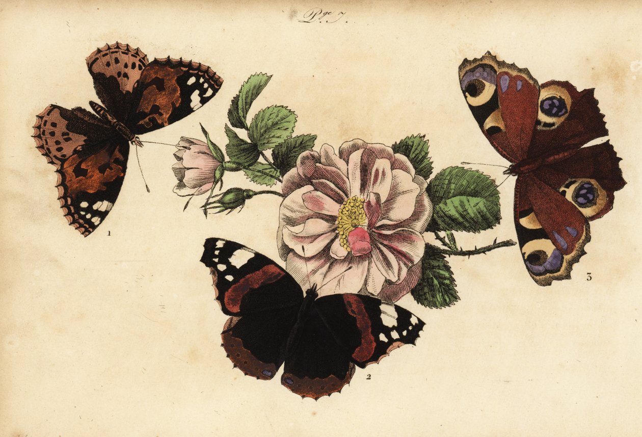 Festett női pillangó, Vanessa cardui 1, vörös tengernagy, Vanessa atalanta 2 és európai páva, Aglais io 3 alkotó: Unknown
