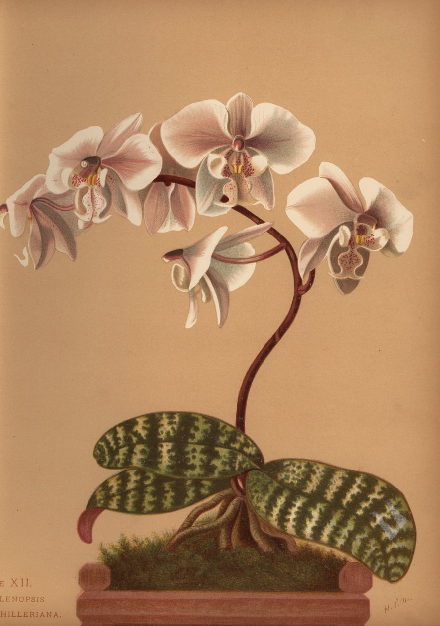 Phalaenopsis schilleriana (Phalenopsis schilleriana) alkotó: Unknown