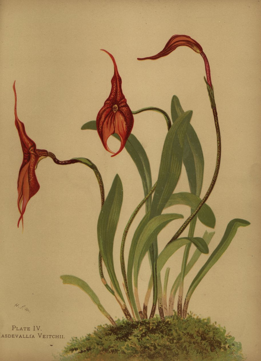 Veitchs masdevallia vagy a masdevalliák királya, Masdevallia veitchiana alkotó: Unknown