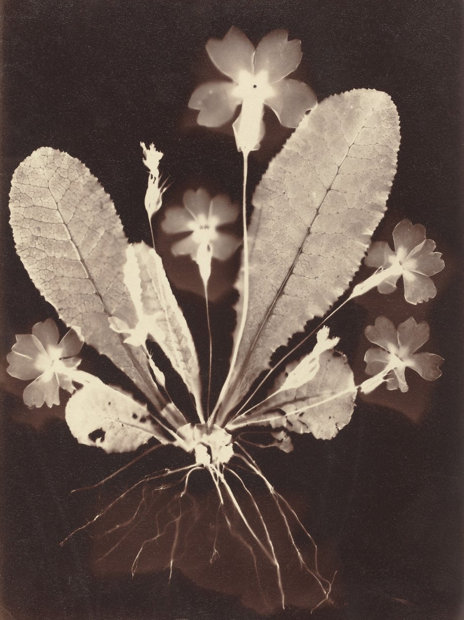 Botanikai fotogram alkotó: Unknown 19th Century