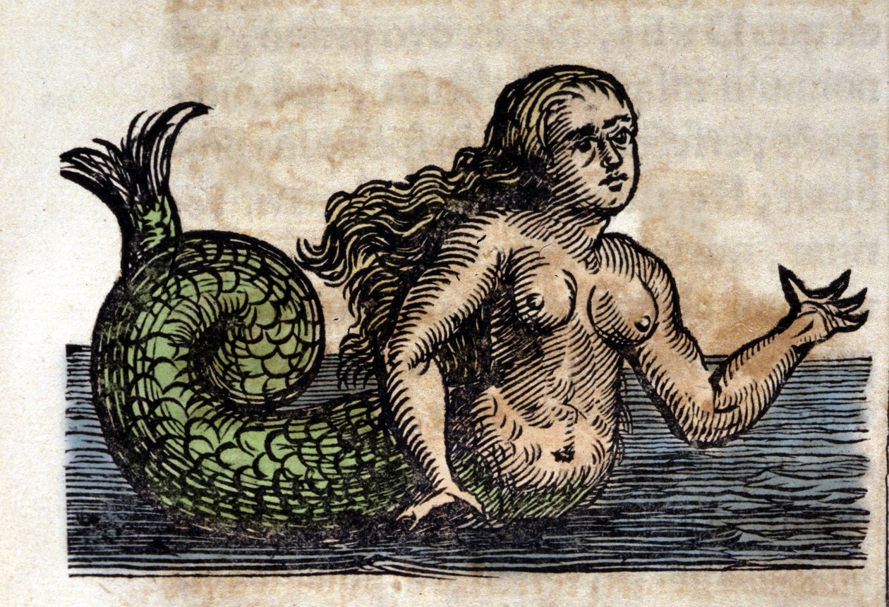 Egy Sirene, legendás személy - Metszet Athanasius Kircher (1601-1680) jezsuita, orientalista és német tudós művéből alkotó: Unknown artist