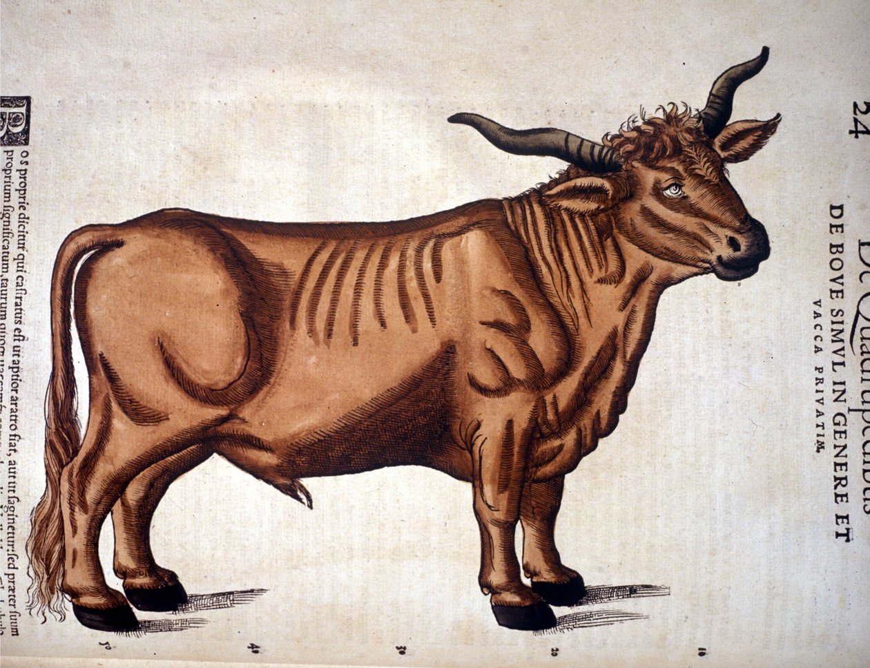 Marhahús a Conrad Gesner-féle Historia Animaliumból, Tiguri 1560. Biblioteca Nazionale Braidense. Milánó alkotó: Unknown artist