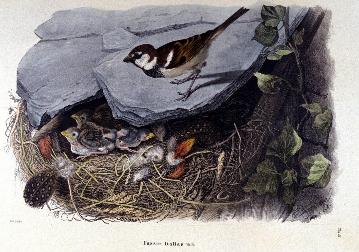 Egy tábla, amely egy közönséges madarat (vagy verebet) ábrázol a fészke közelében. alkotó: Unknown artist