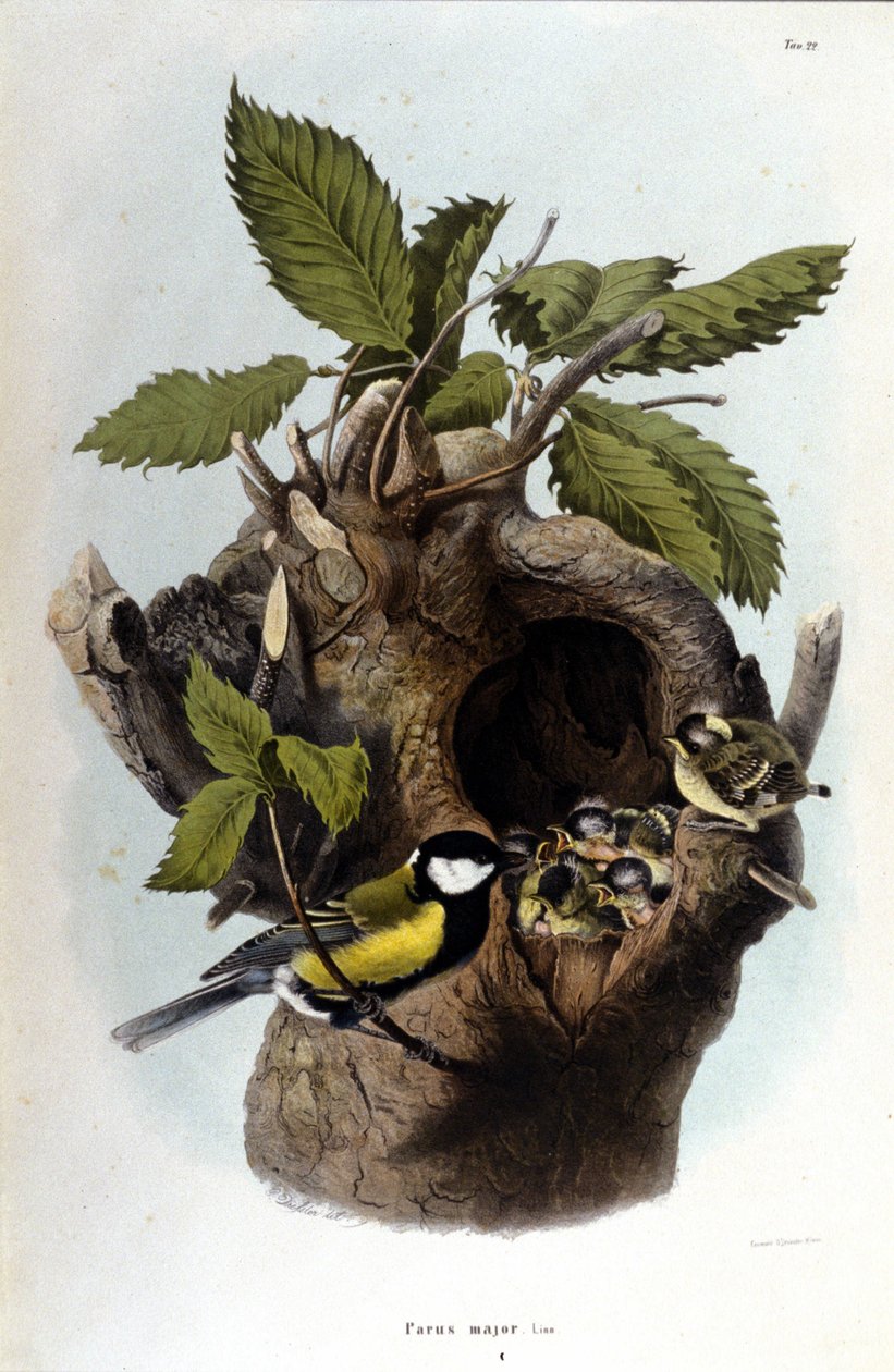 Egy tábla, amely egy közönséges madarat (vagy verebet) ábrázol a fészke közelében. alkotó: Unknown artist