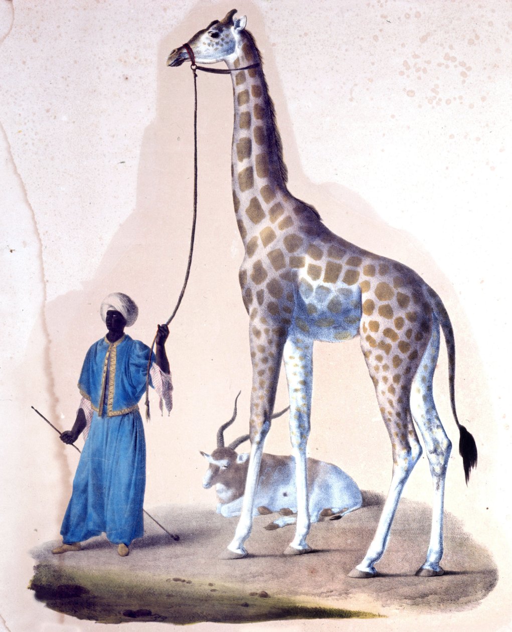 Egy zsiráf és a kiképzője a cirkuszban. Litográfia alkotó: Unknown artist