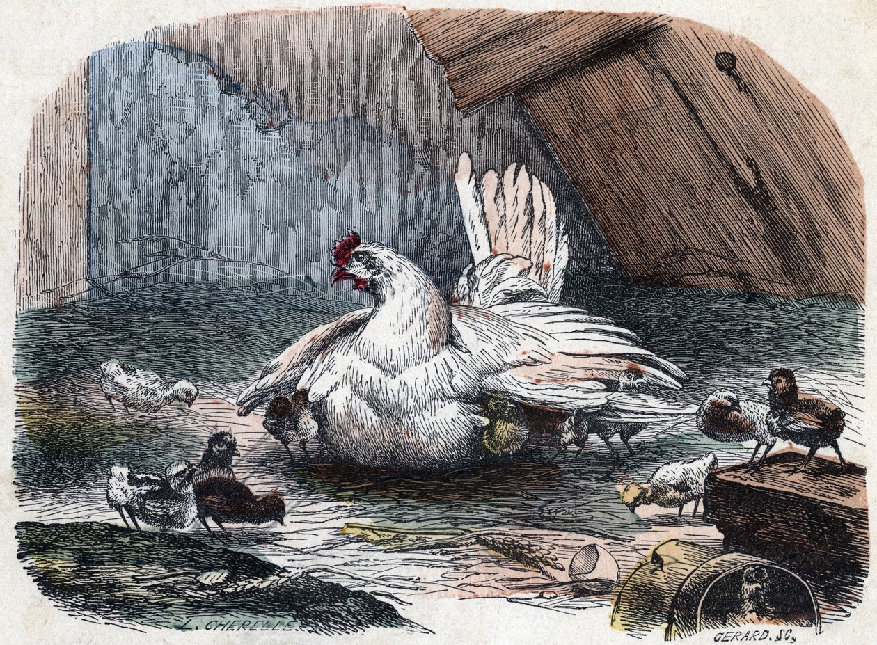 A tyúk szárnyait kiterjesztve védi csibéit a hidegtől. alkotó: Unknown artist