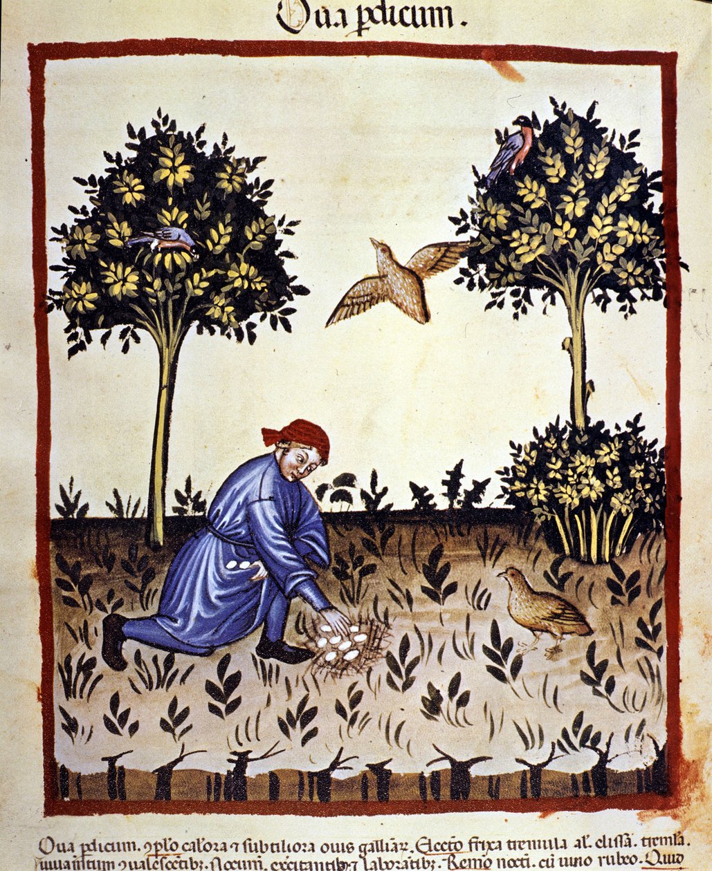 Egy ember tojást szed a fogoly fészkéből. Megvilágítás az orvostudomány és a dietetika fejéséből "" Tacuinum sanitatis"" alkotó: Unknown artist
