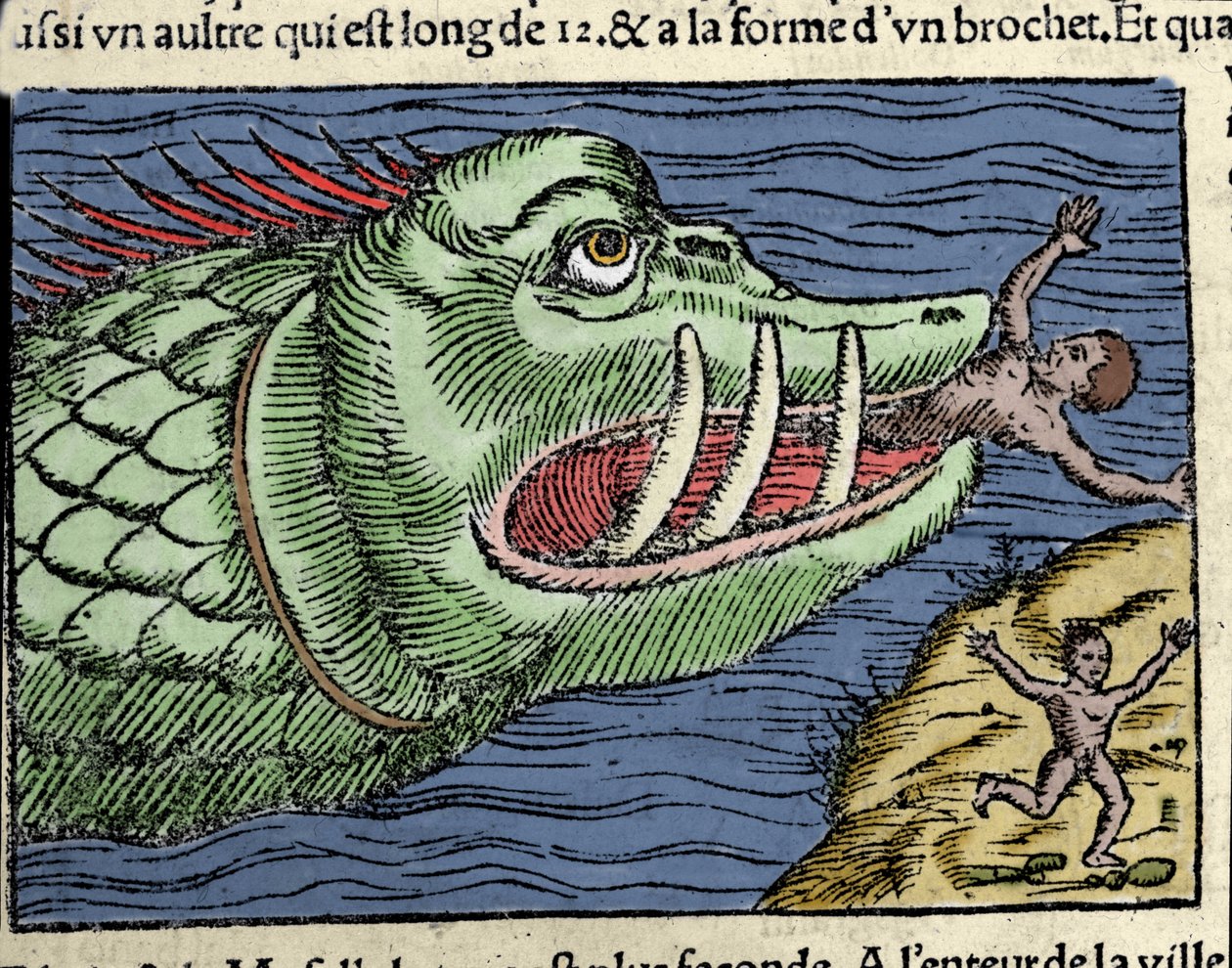 Egy tengeri szörnyeteg megver egy úszót Norvégia partjainál. Olaus Magnus (1490 - 1557) svéd vallás- és földrajztudós metszete, „Historia de Gentis Septentrionalibus”, Velence alkotó: Unknown artist