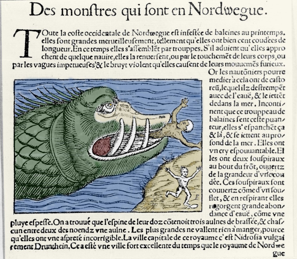 Egy tengeri szörnyeteg megver egy úszót Norvégia partjainál. Olaus Magnus (1490 - 1557) svéd vallás- és földrajztudós metszete, „Historia de Gentis Septentrionalibus”, Velence alkotó: Unknown artist