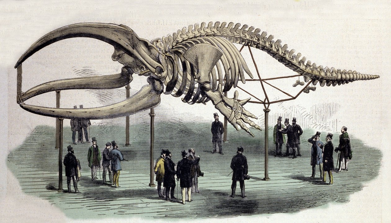 Bálnák csontváza a londoni Royal College of Surgeons-ben. 19. századi metszet alkotó: Unknown artist
