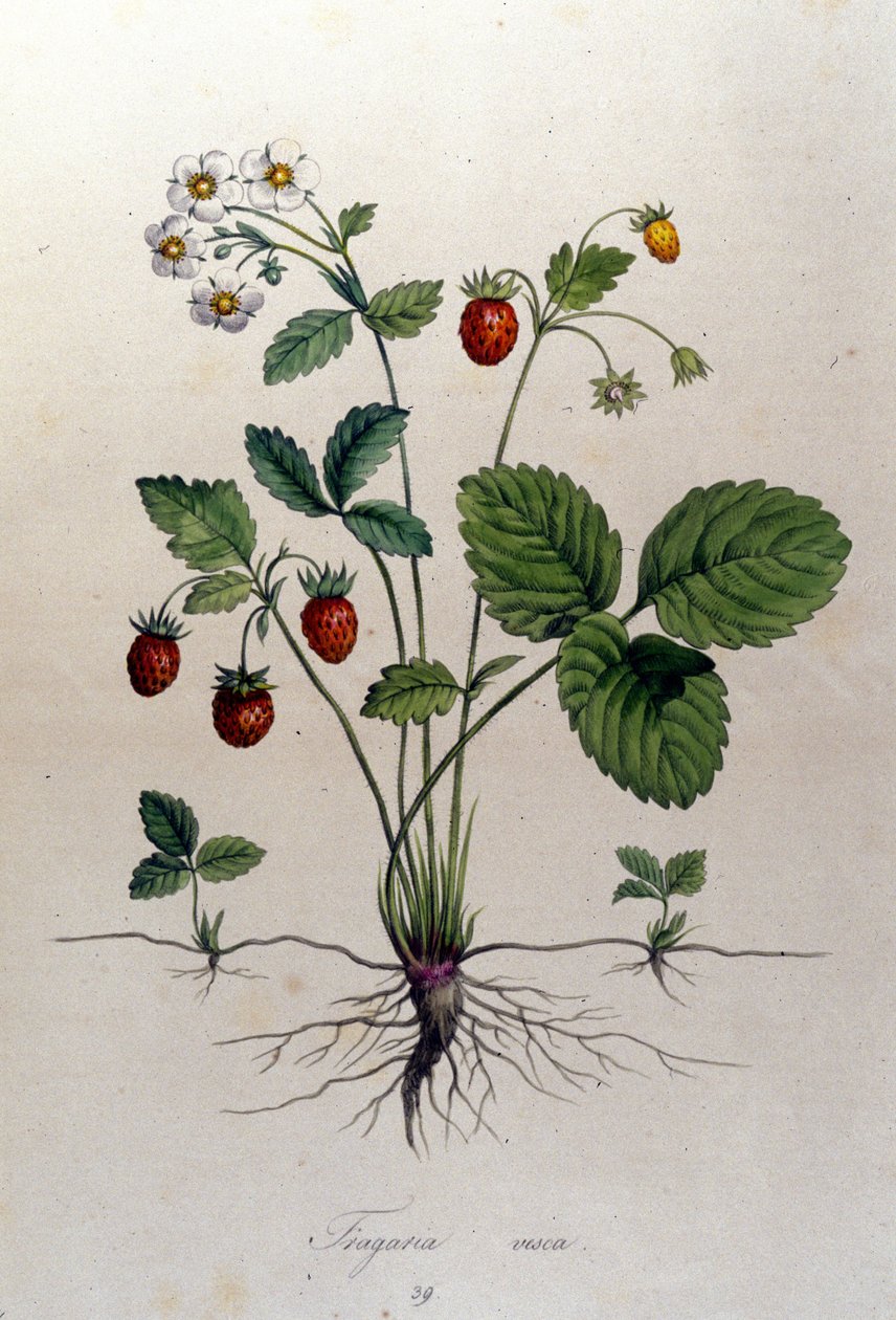 Egy eperfa és termései: 19. századi botanikai tábla. alkotó: Unknown artist