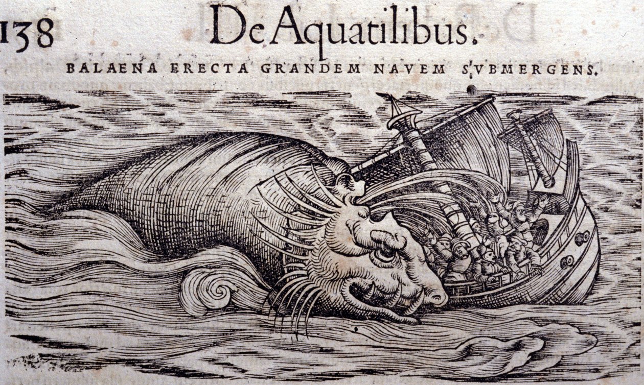A bálna tönkreteszi a hajó testét és elsüllyed. Conrad Gesner (1516-1565), Tiguri Historia Animalium metszete alkotó: Unknown artist