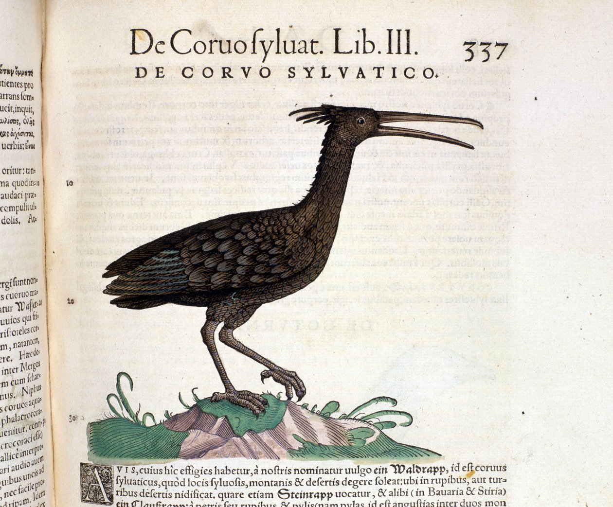 Egy vad holló a Historia Animalium of Conrad Gesnerből, Tiguri 1560. Biblioteca Nazionale Braidense. Milánó alkotó: Unknown artist