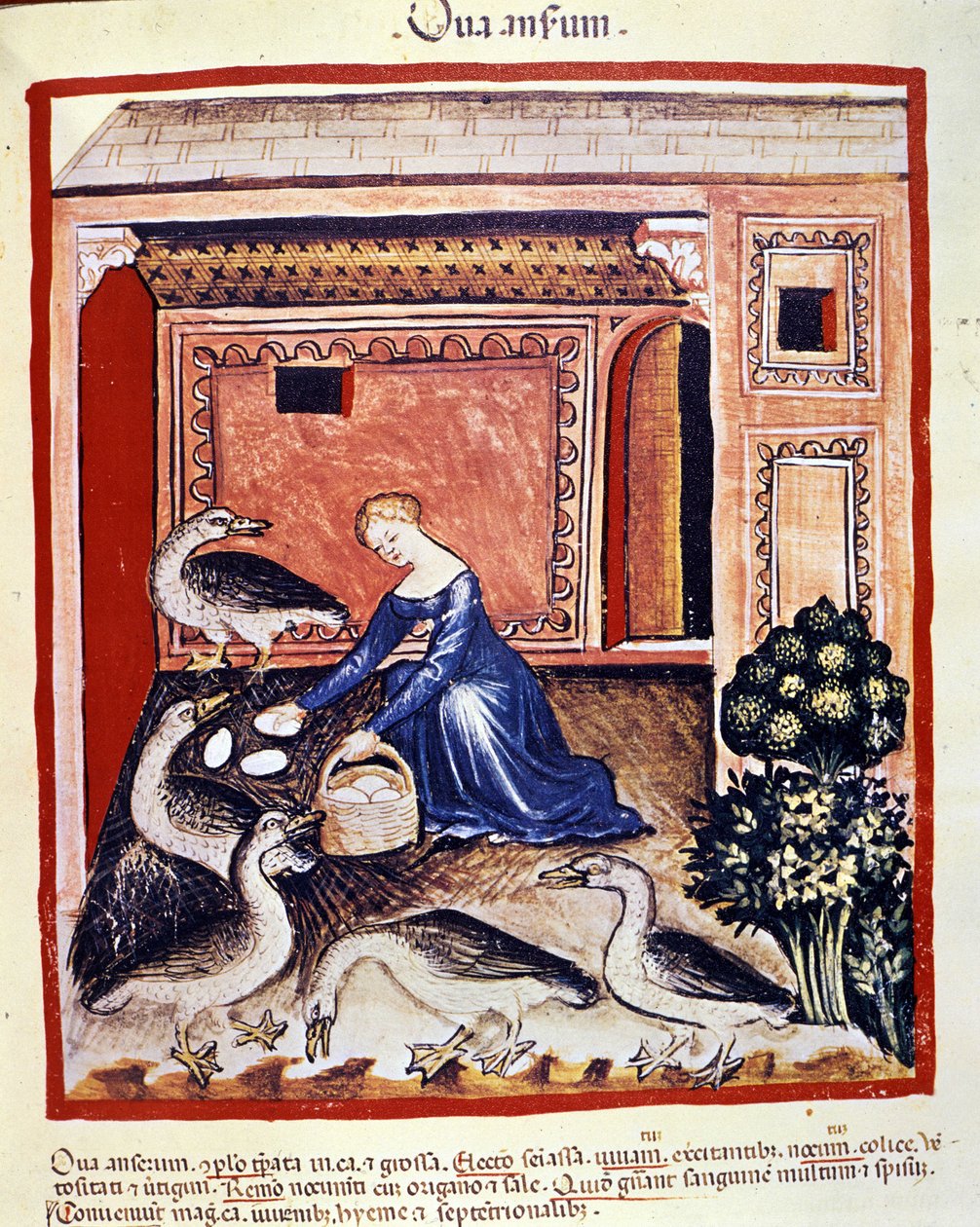 Egy fiatal nő nádtojást szed fel. Megvilágítás az orvostudomány és a dietetika fejéséből "" Tacuinum sanitatis"" alkotó: Unknown artist