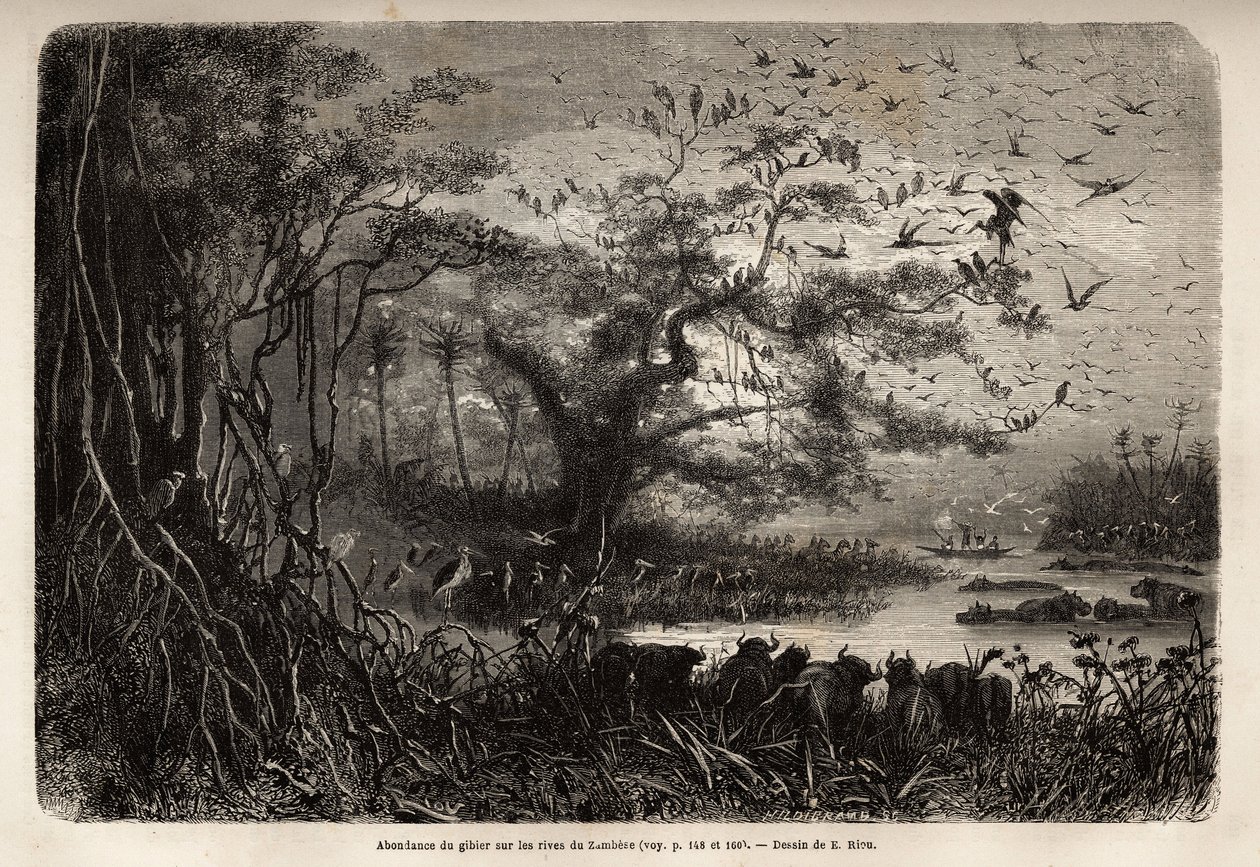 Vadbőség a Zambese partján. Metszet Dr. Livingstone első dél-afrikai útjainak illusztrálására 1840 és 1856 között, az Edouard Charton irányítása alatt megjelent „Le tour du monde, nouveau Journal des voyages” c. alkotó: Unknown artist