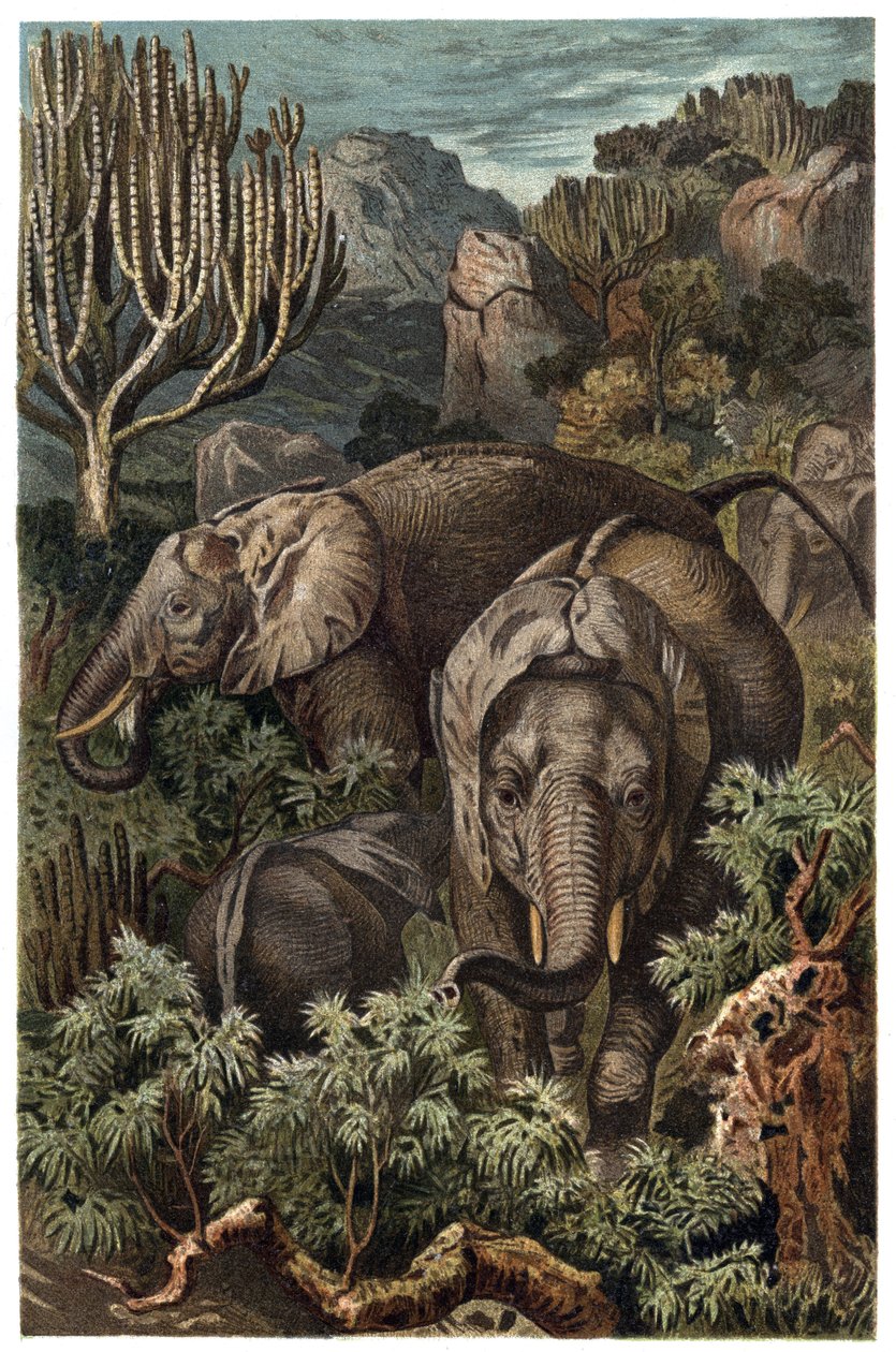 Afrikai elefánt (Loxodonta) - Afrikai elefánt (Loxodonta) - metszet Alfred Edmund Brehm (1829-1884) „” Brehm