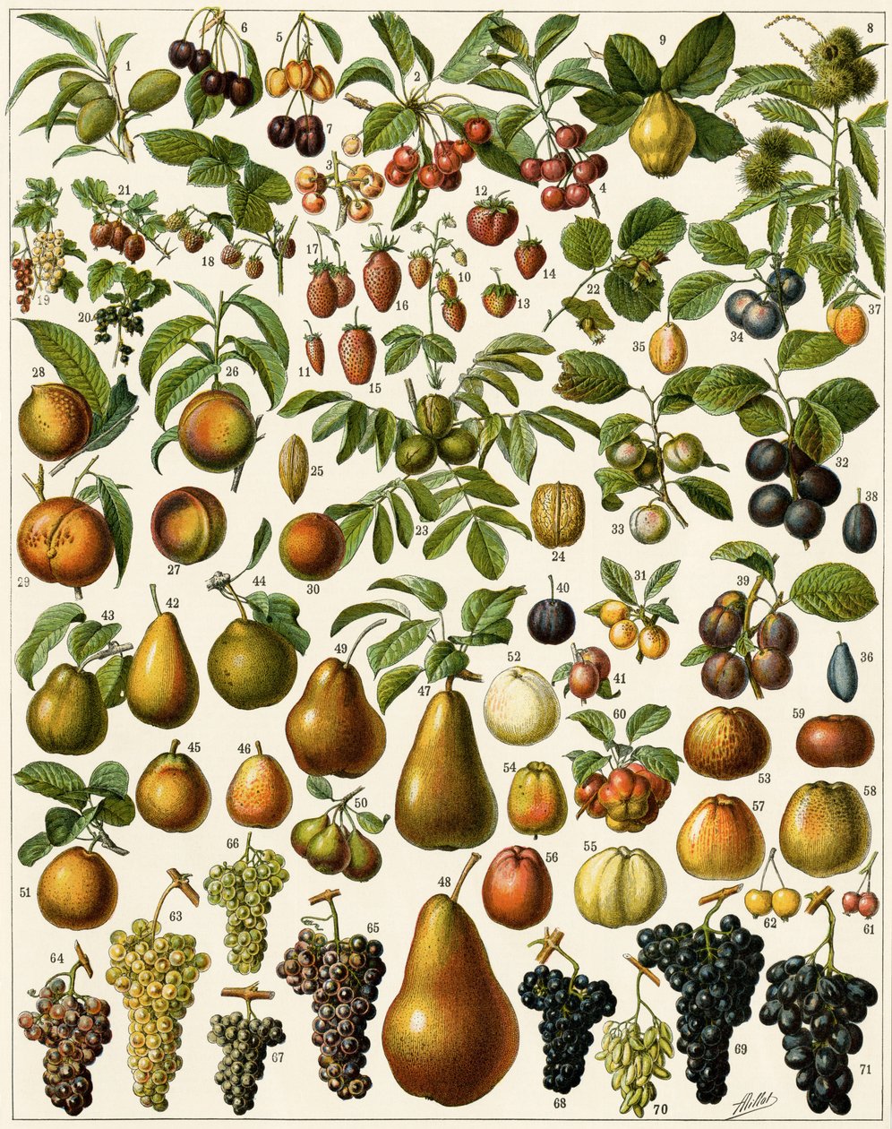 Mezőgazdaság: Ehető gyümölcsöket (cseresznye, málna, eper, áfonya, őszibarack, sárgabarack, dió, szőlő, körte, mogyoró, füge, alma, szilva...) ábrázoló botanikai tábla. Színes litográfia. alkotó: Unknown artist