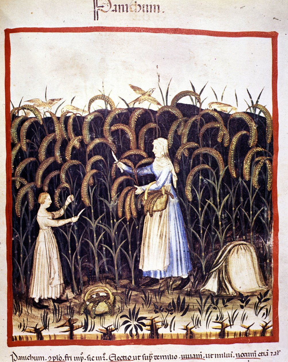 Mezőgazdaság. Recolle pánik (gabona). Megvilágítás az orvostudomány és a dietetika fejéséből "" Tacuinum sanitatis"" alkotó: Unknown artist