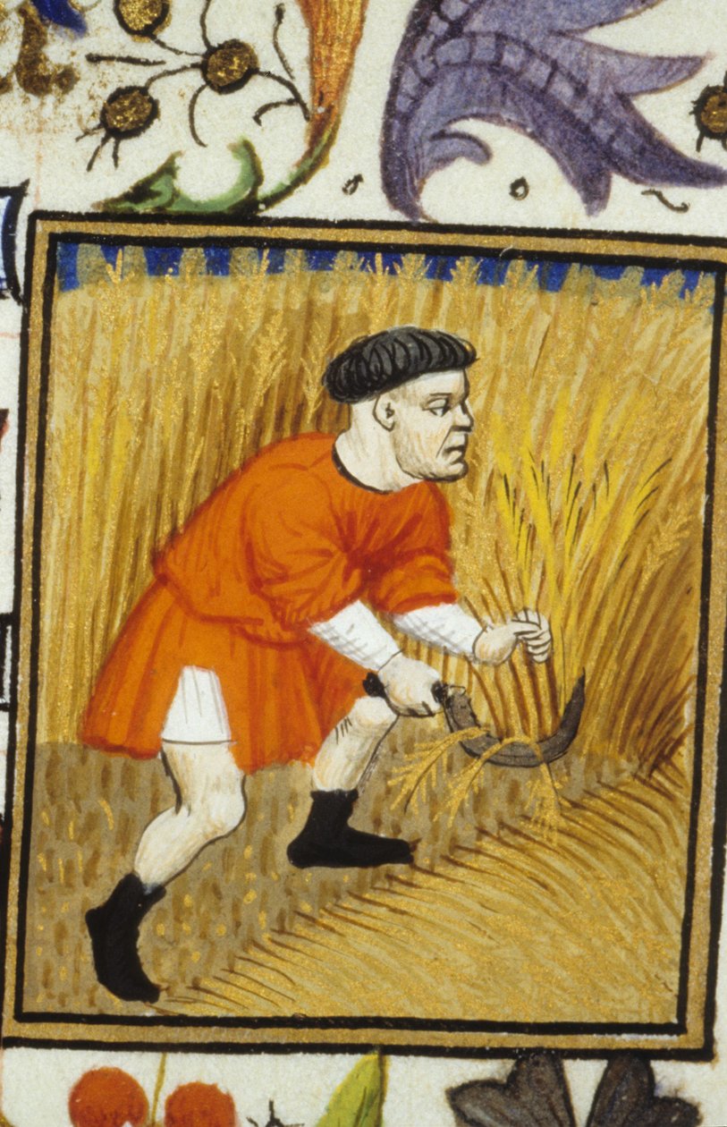 Július allegorikus ábrázolása. Szüret: aranybúzát kaszáló paraszt. 14. századi kézirat miniatűrje. alkotó: Unknown artist