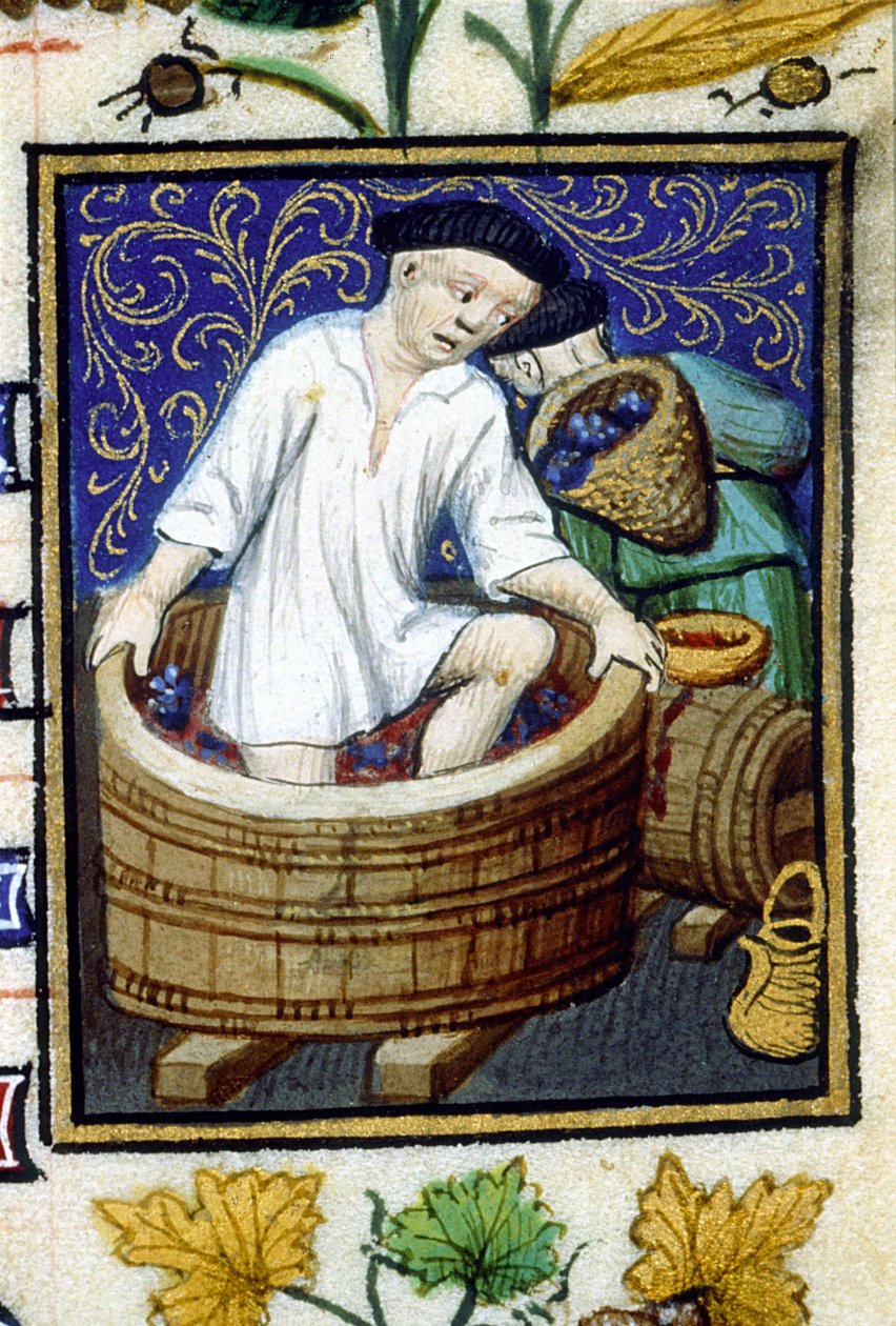 Szeptember allegorikus ábrázolása. Szüret, szőlőcsupaszítás. 14. századi kézirat miniatűrje. alkotó: Unknown artist