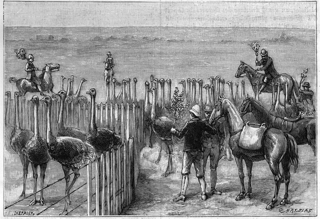Struccpark a dél-afrikai Heaterton Towersben 1895-ben. alkotó: Unknown artist