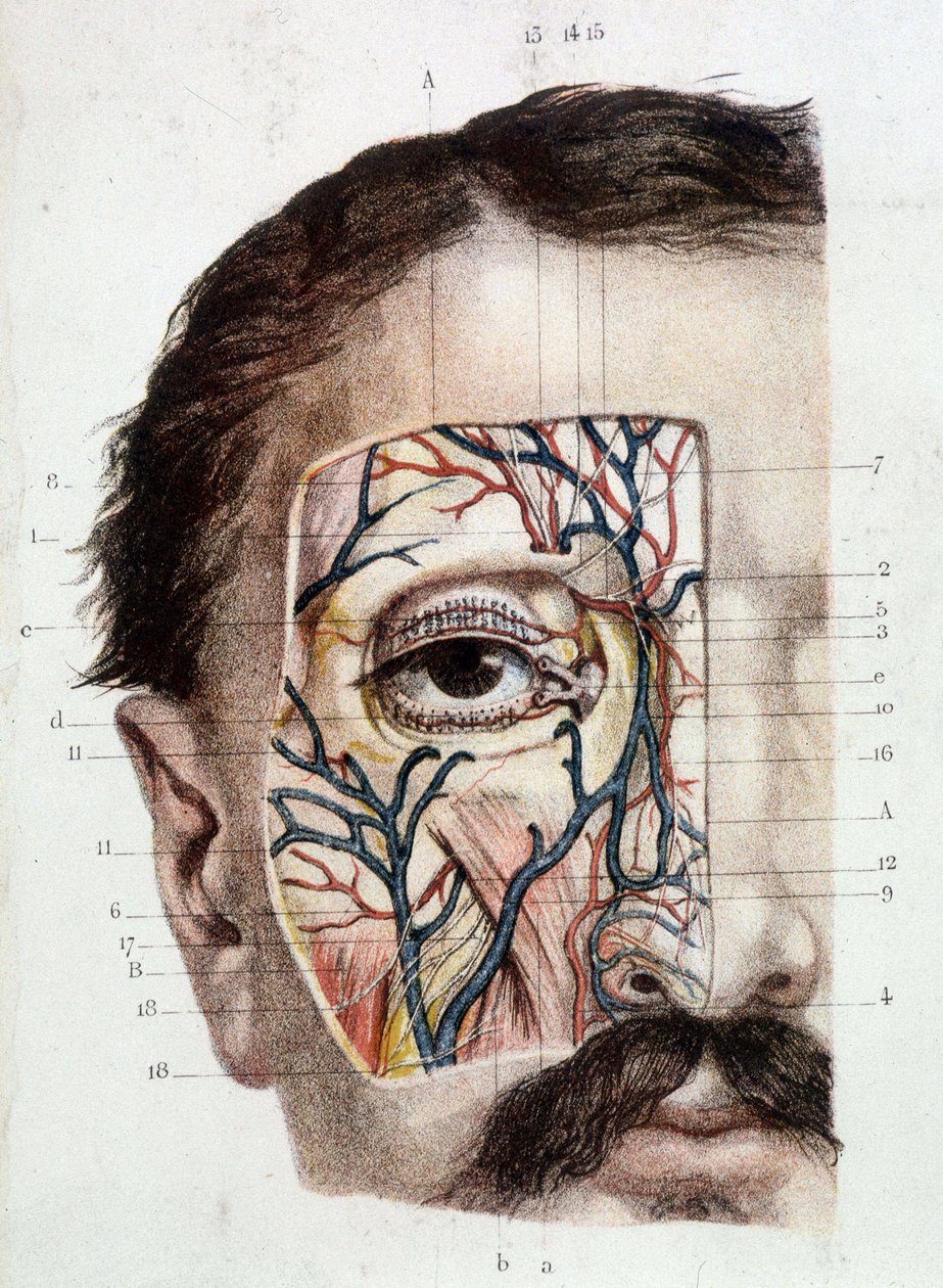 Anatómiai tábla a szemen és környezetén (bőrös) alkotó: Unknown artist