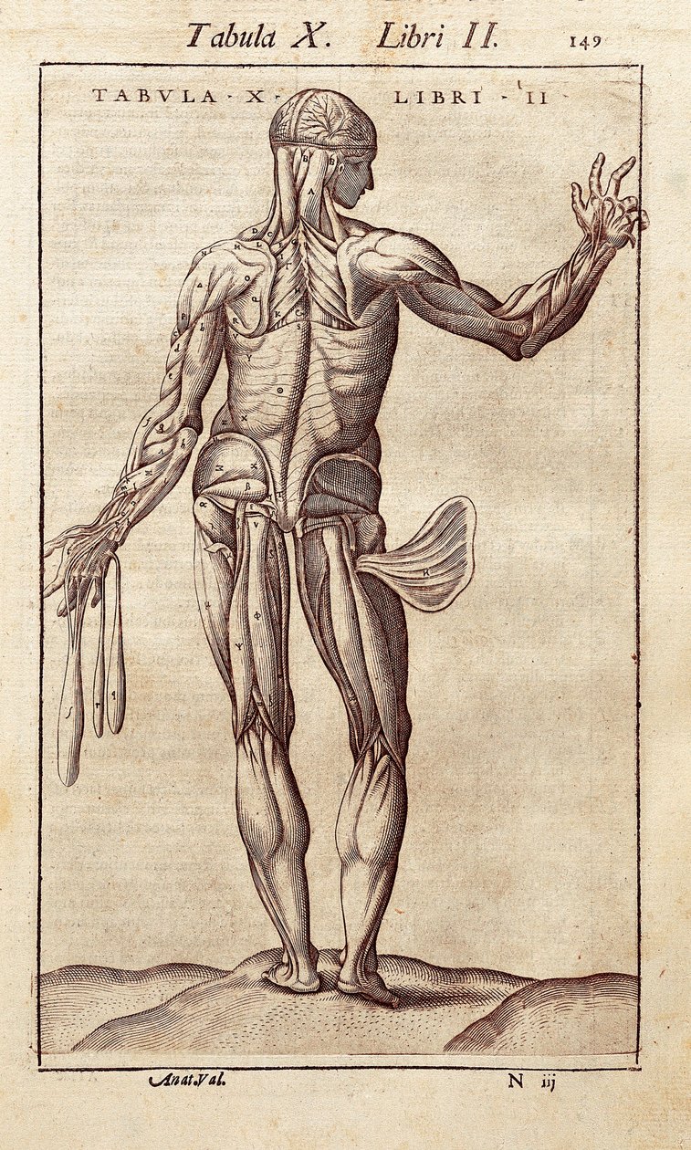 Anatómiai tábla, amely egy férfit ábrázol a hátán. Juan Valverde De Amusco (1525-1588) metszet az „Anatomia Corporis Humani”-ba. Barcelona. Biblioteca de Catalunya (Katalán Nemzeti Könyvtár, Barcelona). alkotó: Unknown artist