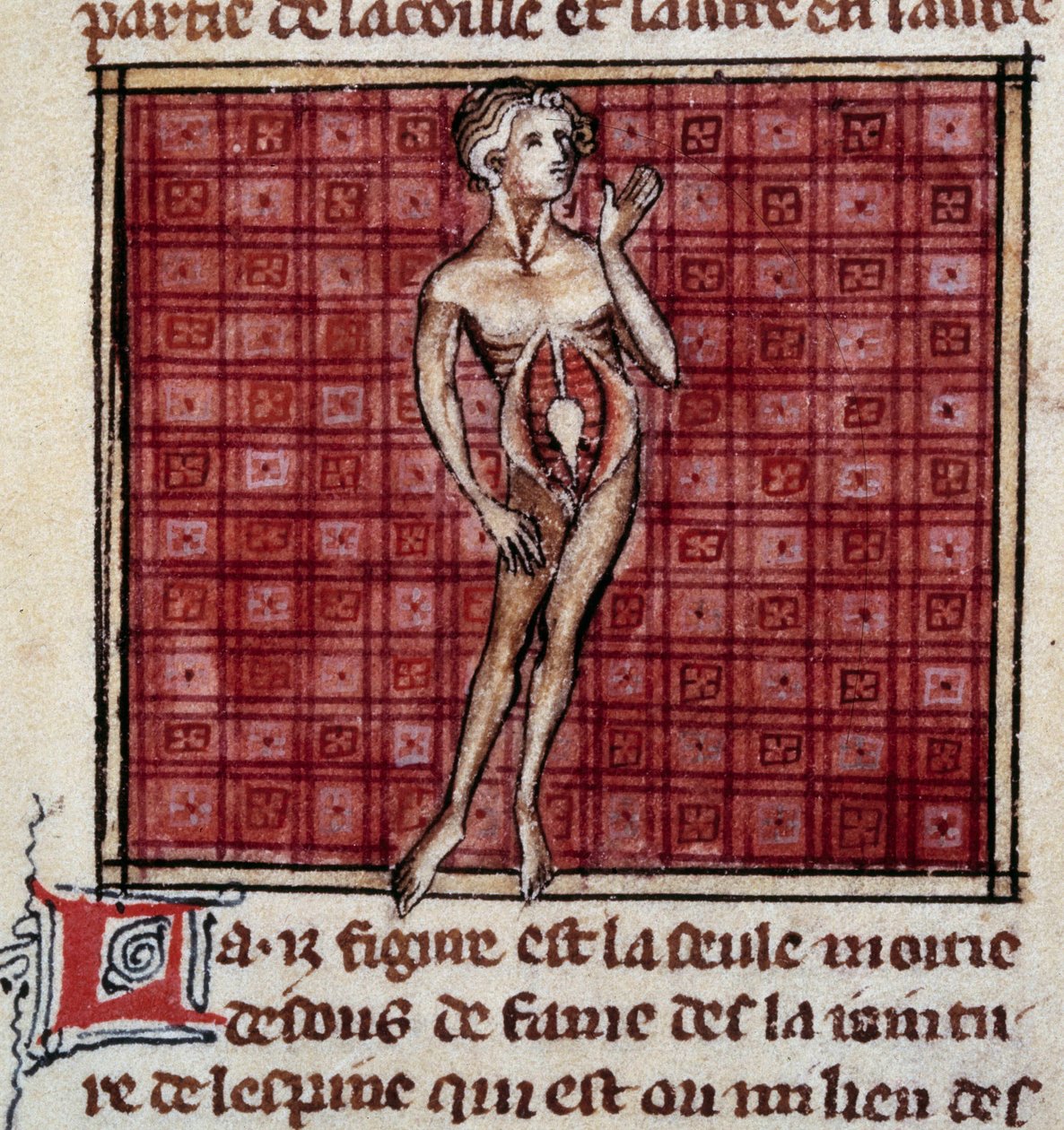 Anatómiai alakzatok: férfi és női kéreg, nyitott has (has), a vesék, hólyag, nemi szervek: férfi részlet. Miniatűr a „” Surgery” (Folio 29) kéziratból, amelyet Henri de Mondeville (Philippe Le Bel anatómiaprofesszor sebésze) írt. alkotó: Unknown artist