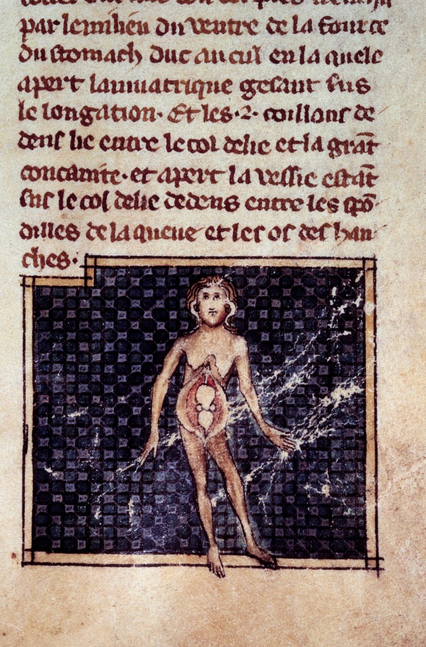 Anatómiai figurák: férfi és női hámlás, nyitott has, látható a vese, hólyag, nemi szervek: a nő részlete. Miniatűr a „” Surgery” (Folio 29) kéziratból, amelyet Henri de Mondeville (Philippe Le Bel anatómiaprofesszor sebésze) írt. alkotó: Unknown artist
