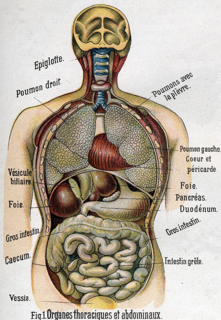 Anatómia: Mellkas és hasi szerv. (Bél, máj, hasnyálmirigy, tüdő stb.) in The new natural medicine by F.E. Bilz.1898. alkotó: Unknown artist