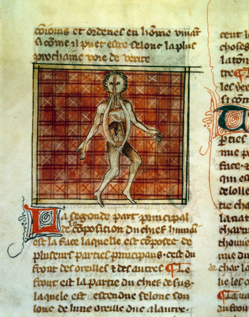 Az emberi test anatómiája. Miniatűr egy gyógykezelésből Henri de Mondeville vagy Hermondaville (1260-1320), Philippe le Bel sebésze. Paris, B.N. alkotó: Unknown artist