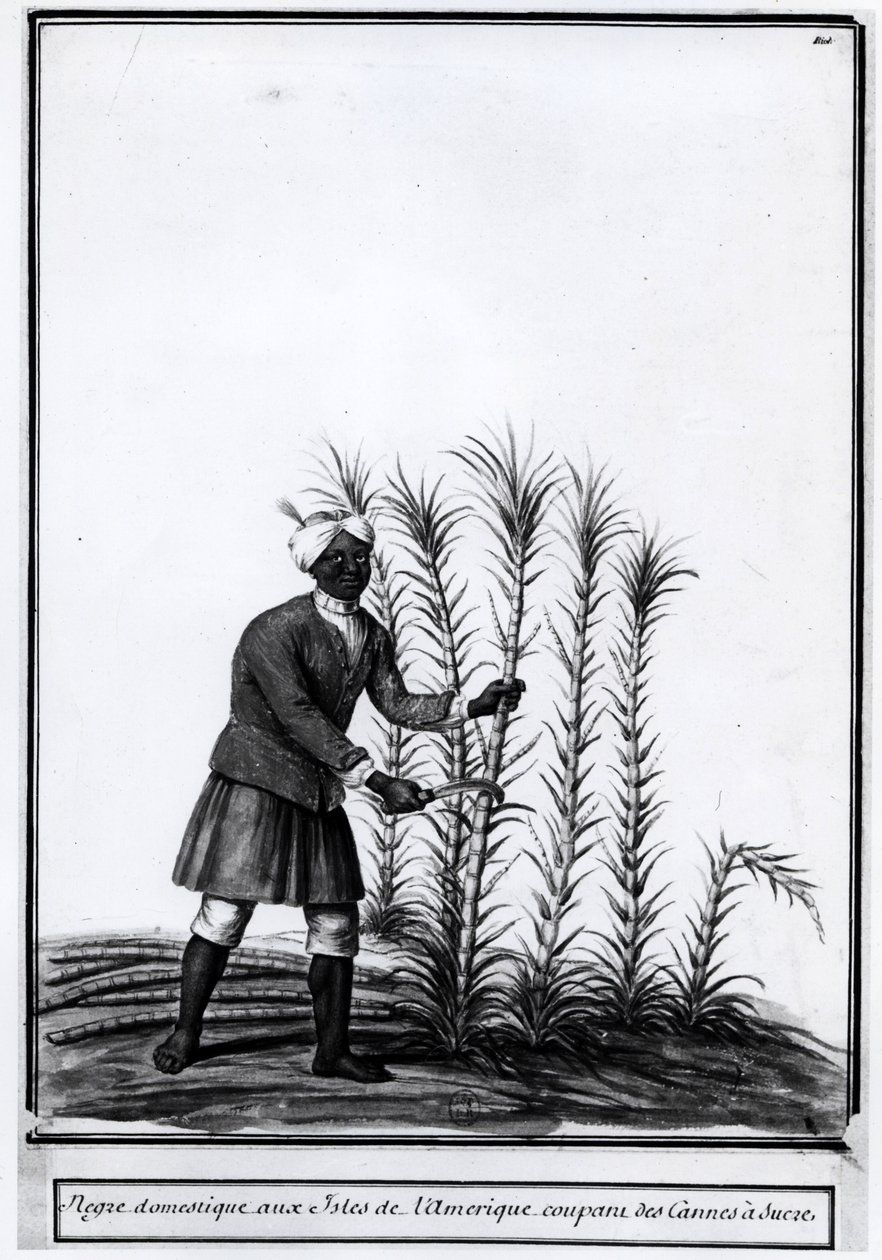Antillák, házi néger cukornádvágás. alkotó: Unknown artist