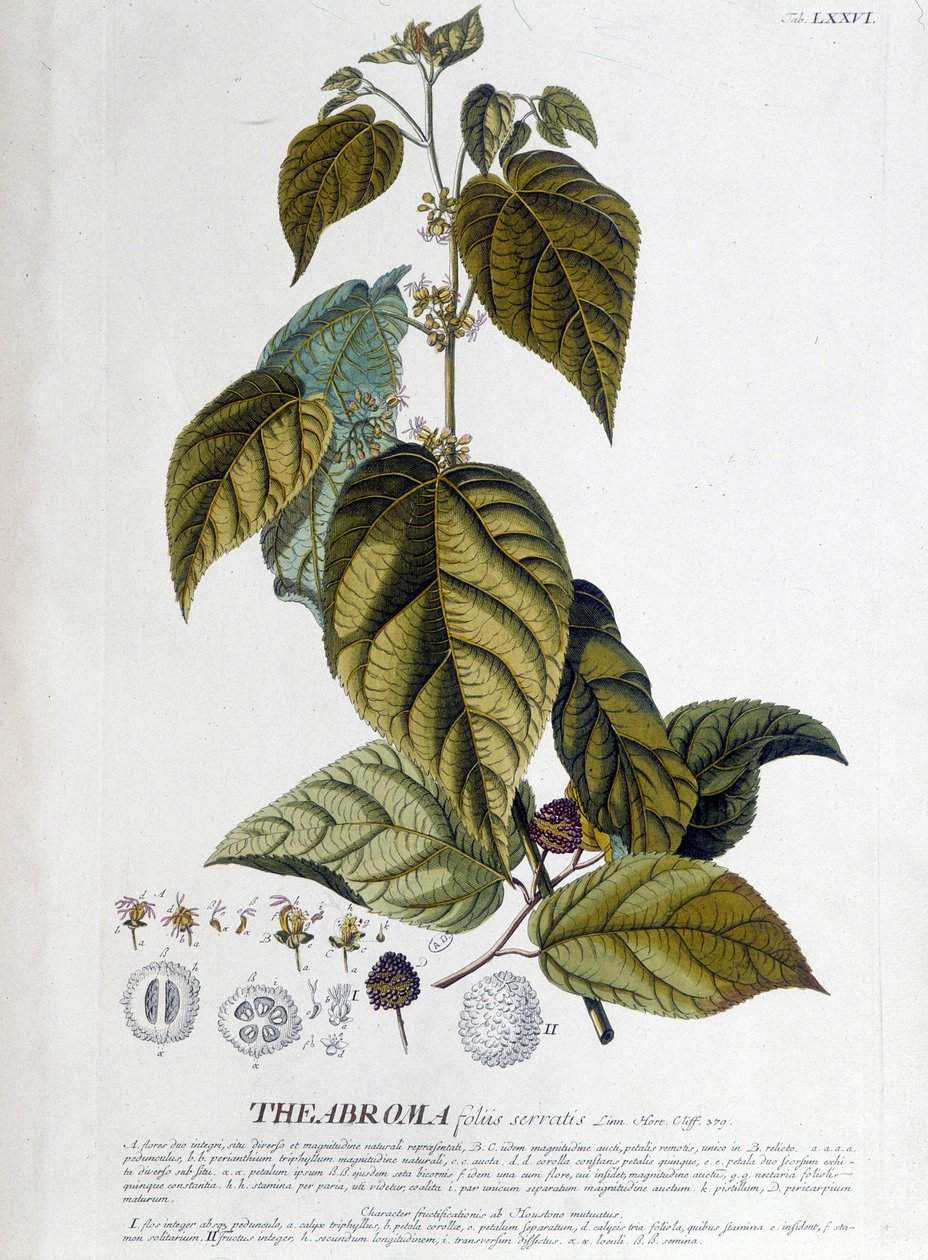 Arbroma teanövény - botanikai tábla alkotó: Unknown artist