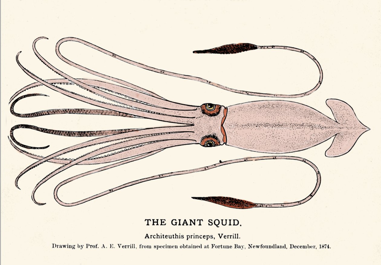 Az Architeuthis princeps, az óriási tintahal 1874 decemberében elbukott Fortune Bay (Newfoundland) tengerpartján, és először A.E. Verrill professzor írta le. Korszaki metszet. alkotó: Unknown artist