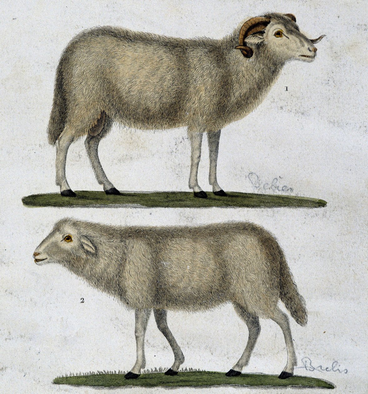 Kos és bárány alkotó: Unknown artist