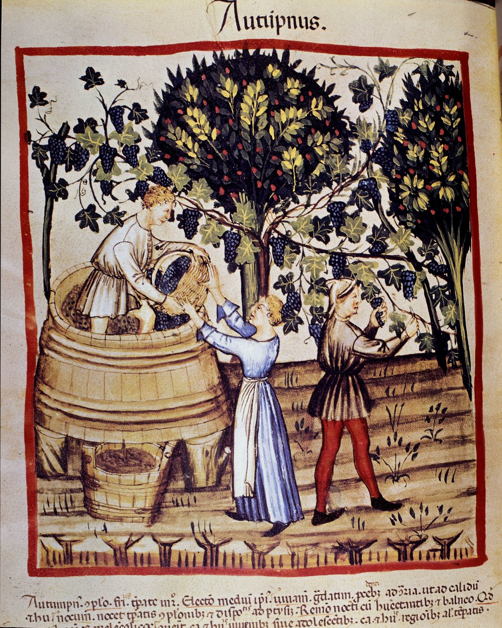 Ősz ábrázolása: betakarítás. A szőlőszedés. Megvilágítás az orvostudomány és a dietetika fejéséből "" Tacuinum sanitatis"" alkotó: Unknown artist