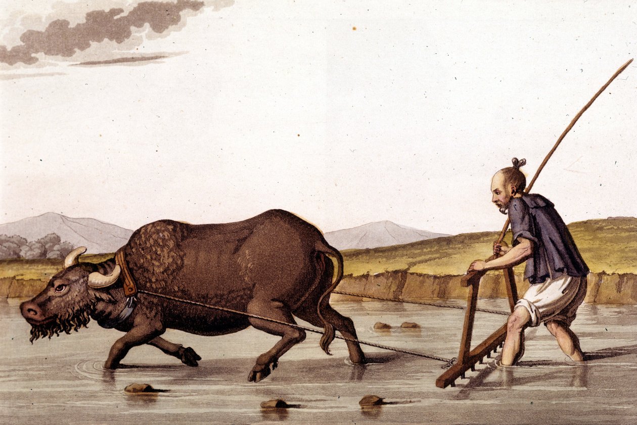 Távol a rizsföldek gyászától egy ökörrel – Ősi és modern jelmezben, J. Ferrario, szerk. Milano alkotó: Unknown artist