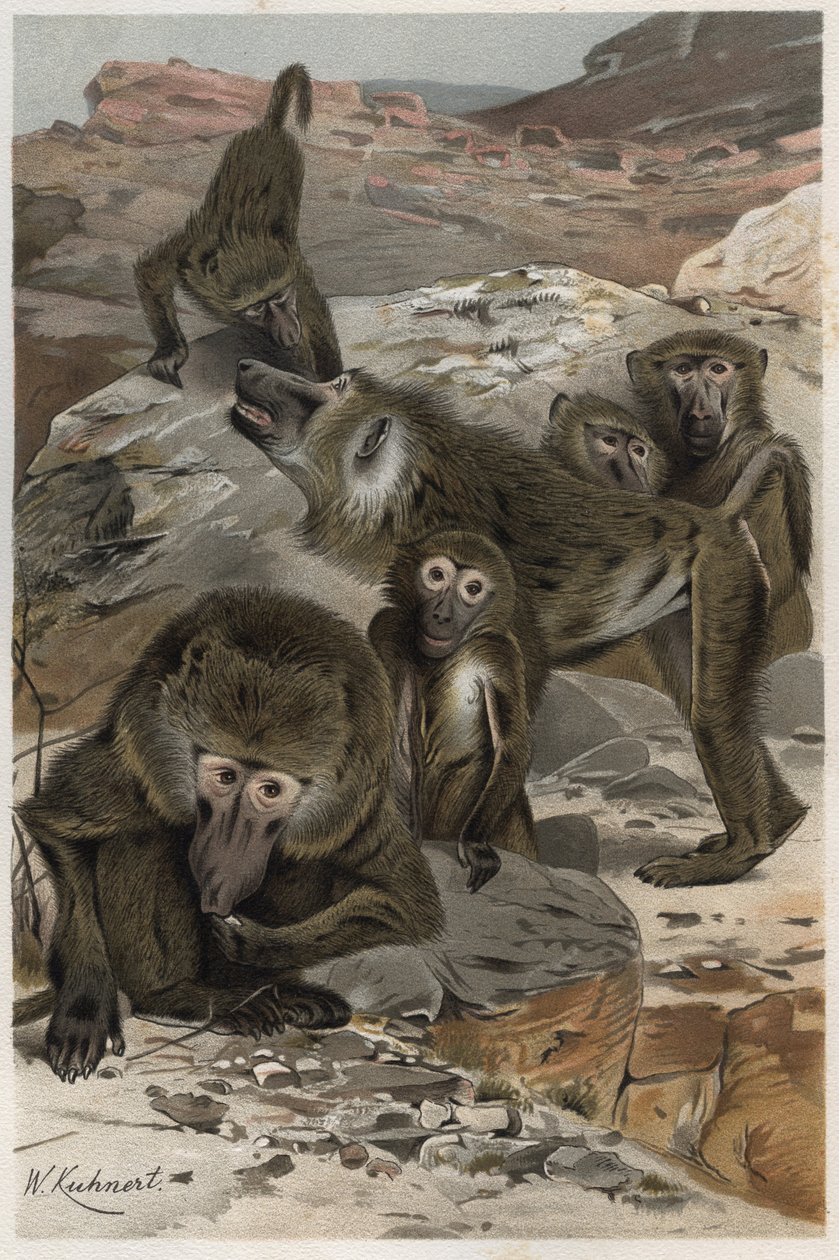 Pávián – Páviánok (Cercopithecinae) – metszet Alfred Edmund Brehm (1829-1884) „” Brehm