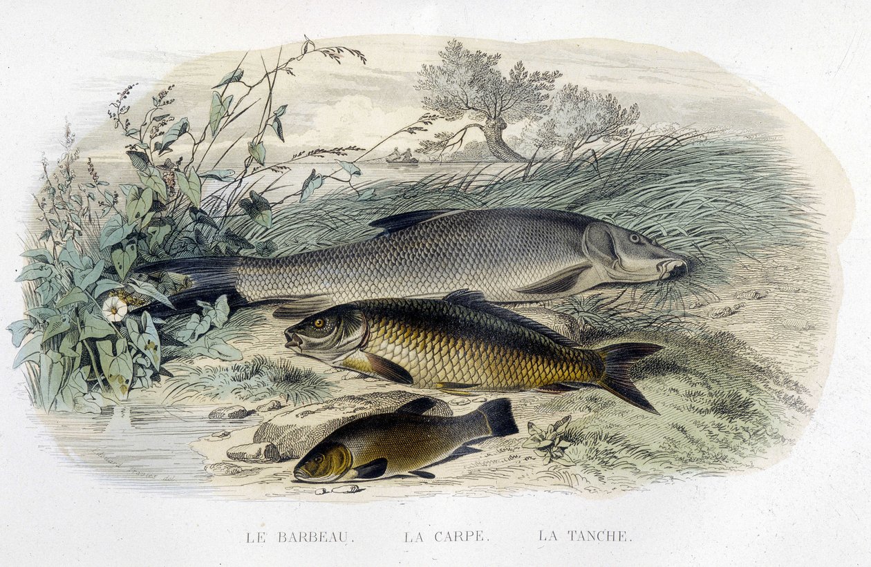 Márna, ponty és csukló – Lacépède, T.II. „” Histoire naturelle” című művében, szerk. Furne and Co., Párizs alkotó: Unknown artist
