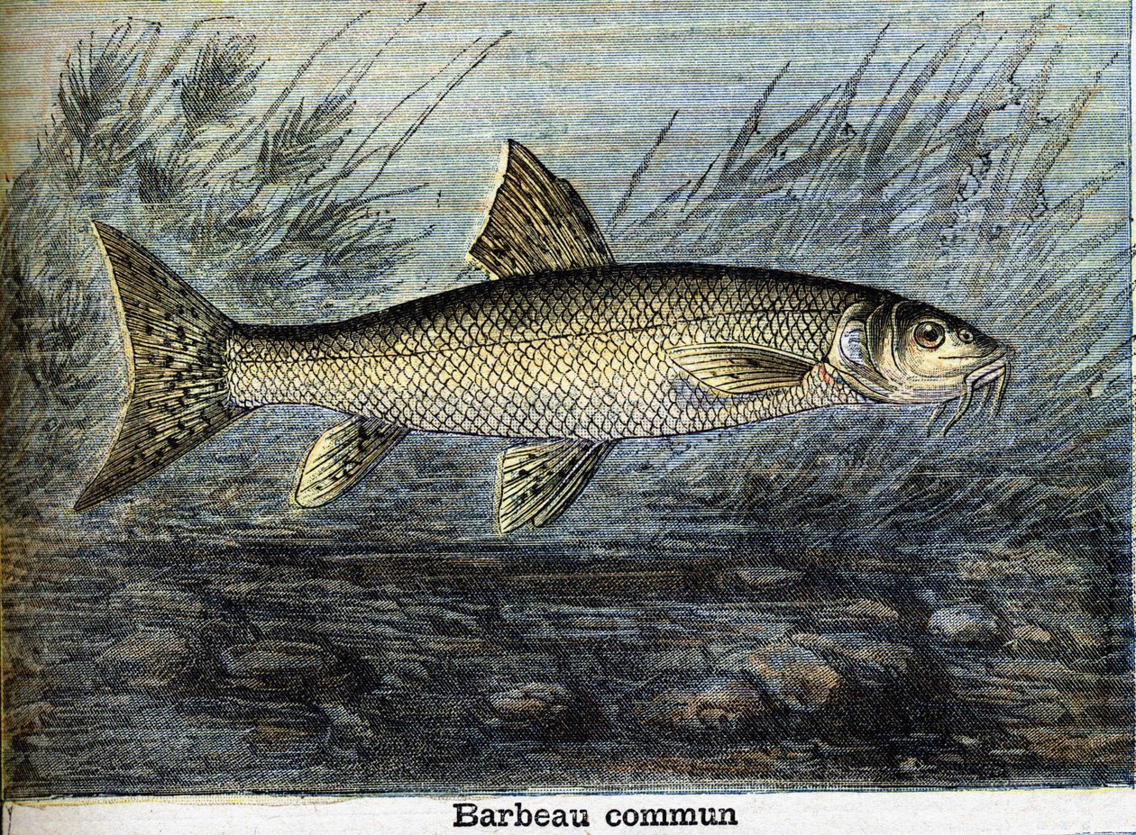 Közönséges márna. Metszet 1897-ből alkotó: Unknown artist