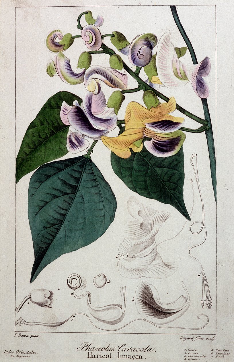 Babcsiga (phaseolus caracola), botanikai tábla alkotó: Unknown artist