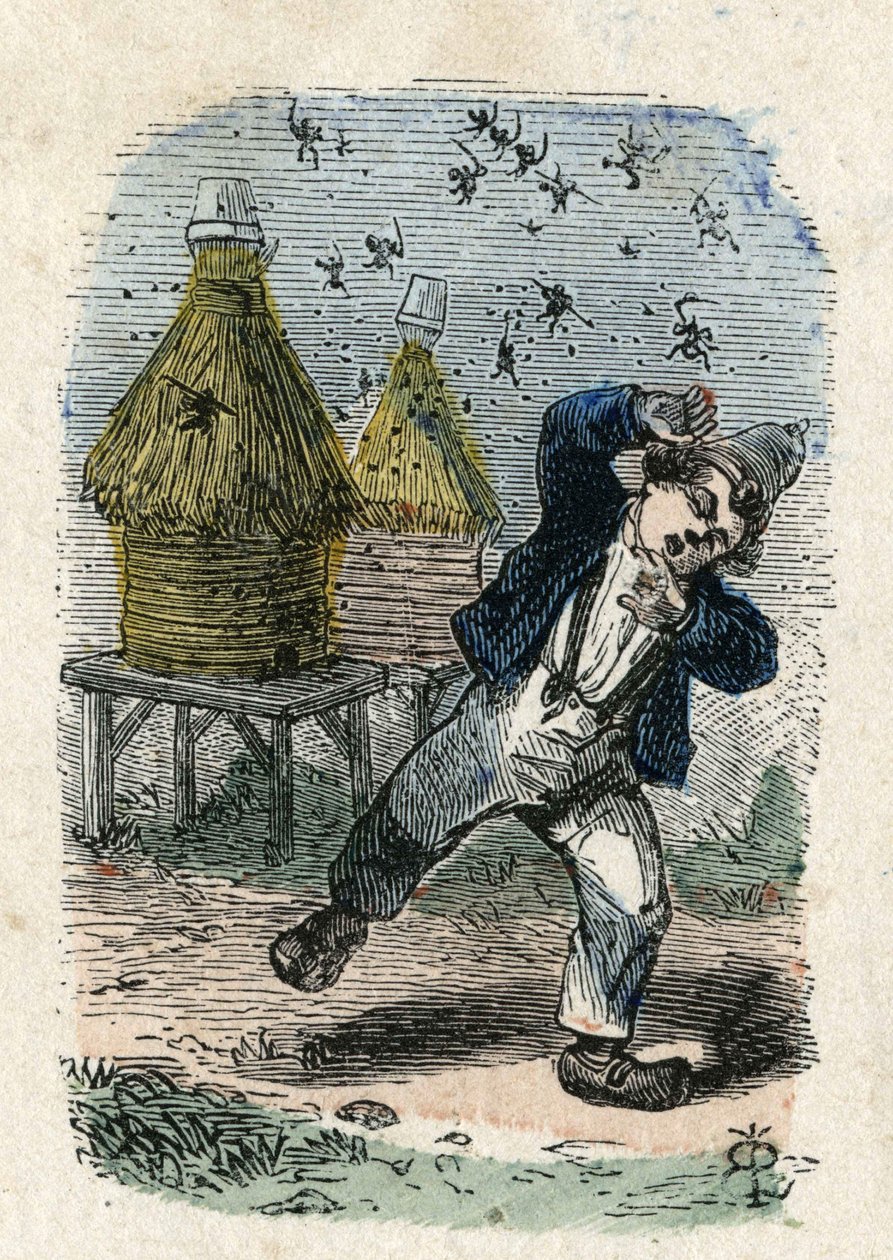 A méhek megtámadnak egy gyereket a kaptáruk közelében. Illusztráció 19. század. Bianchetti kollekció alkotó: Unknown artist