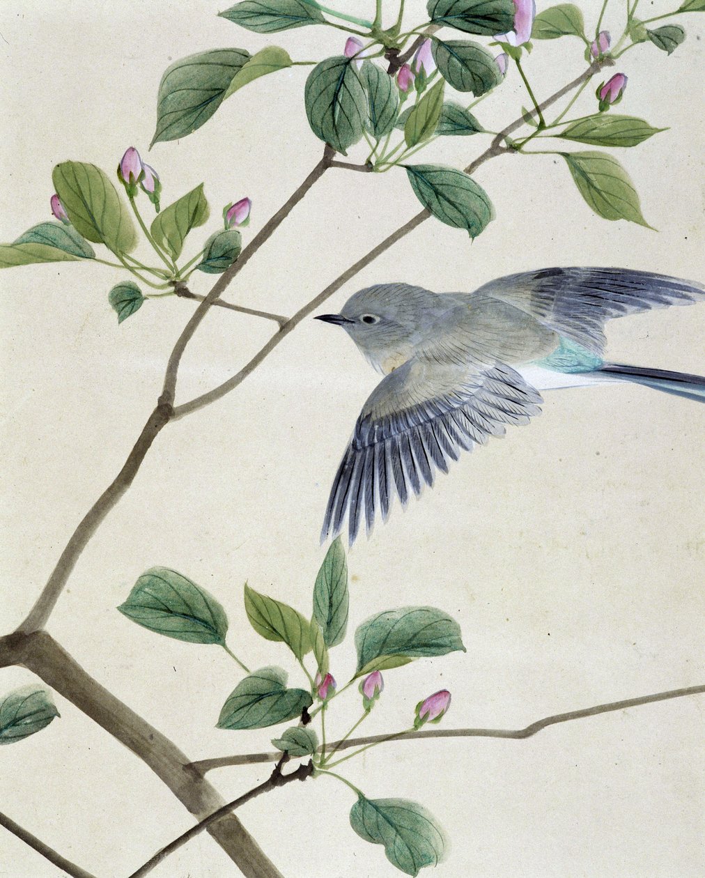 Madár – Riou Chim japán rajza, 19. század vége alkotó: Unknown artist