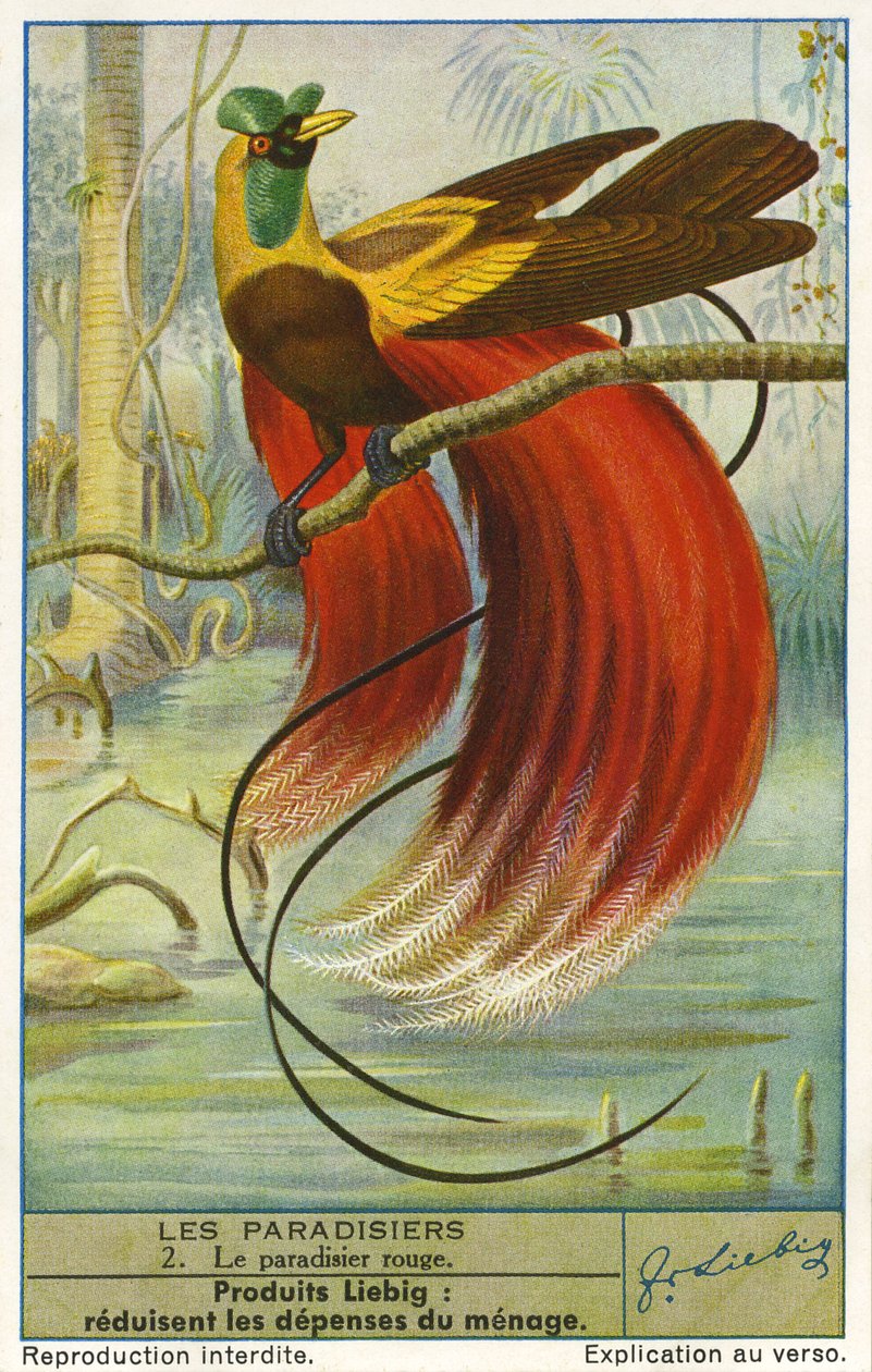 Paradicsommadár alkotó: Unknown artist