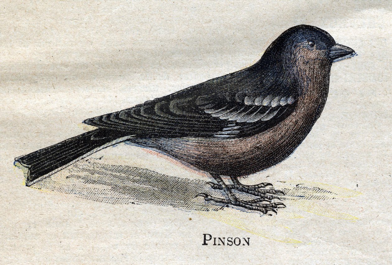A mezőgazdaságban hasznos madarak: Pinson alkotó: Unknown artist