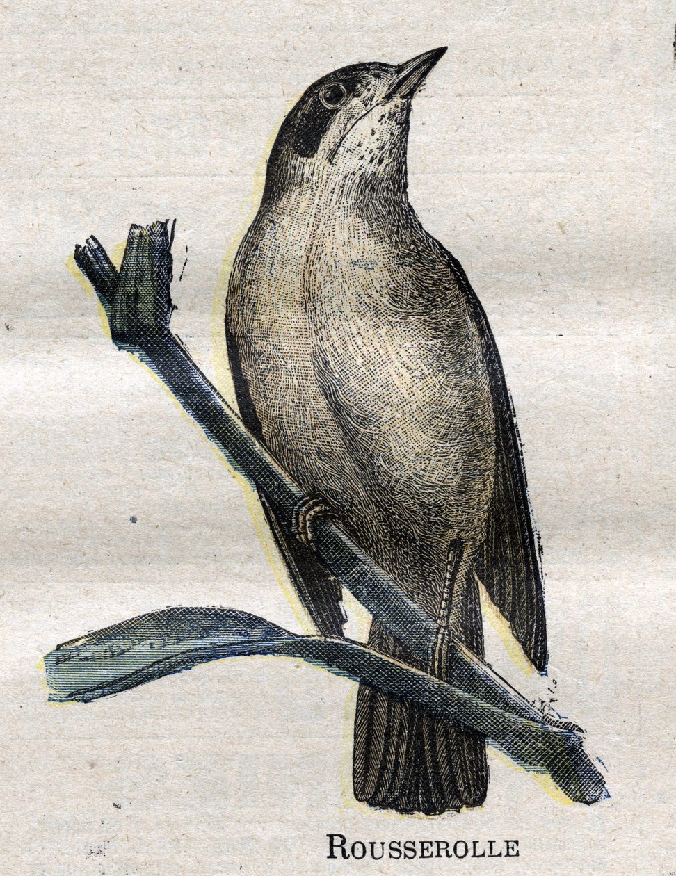 A mezőgazdaságban hasznos madarak: Rousserolle alkotó: Unknown artist