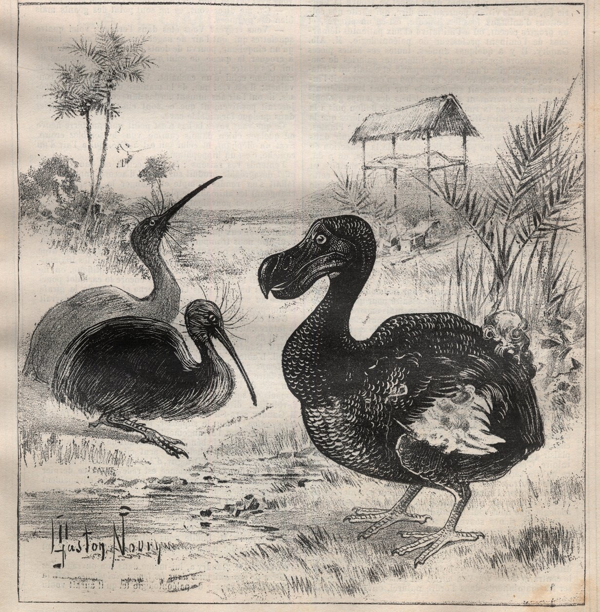 Eltűnő madarak: a dodo (vagy dronte) és az apteryx (vagy kiwi kiwi) - Metszet a „” La Science francaise”-ben” alkotó: Unknown artist
