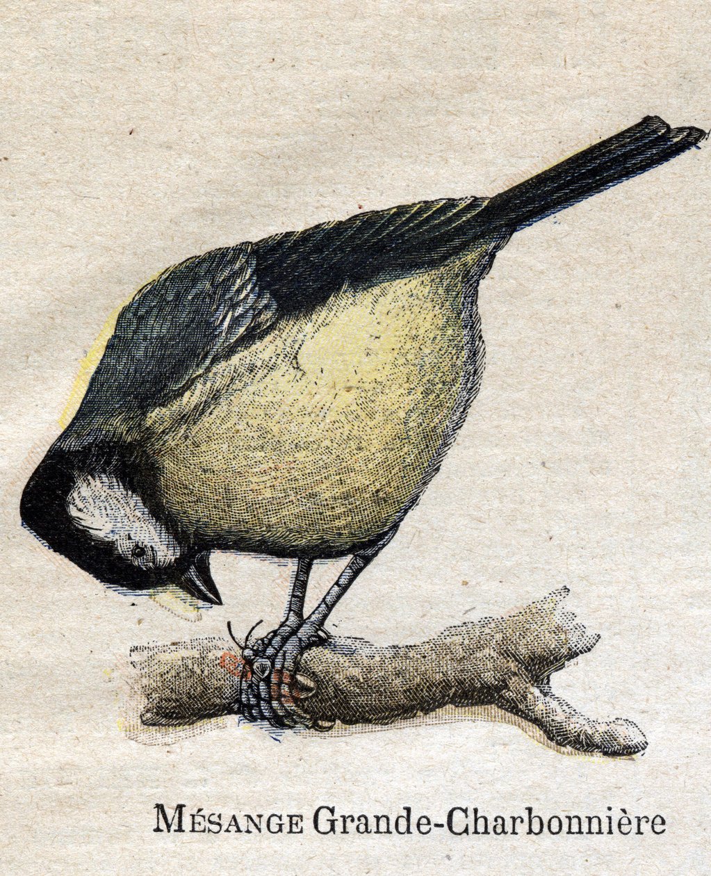 Mezőgazdaságban hasznos madarak: Big Chickadee - Szén alkotó: Unknown artist